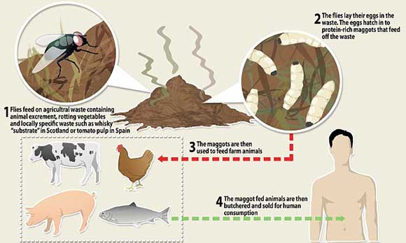 Shit Consumption Cycle; made in EU